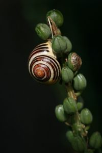 non-native biological species