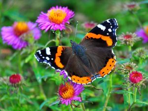 butterflies as pollinators